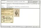 Karteikarte zum Holotyp von Frondicularia pulchella Karrer, 1870